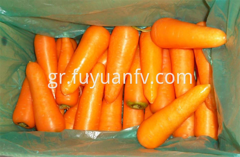 Carrot For Export